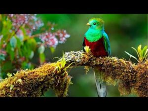 Beautiful Relaxing Music, Peaceful Soothing Instrumental Music, "Tropical Birds" By Tim Janis