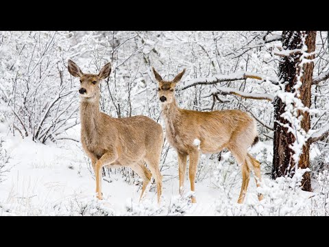 Beautiful Relaxing Music, Peaceful Soothing Instrumental Music, "Winter Woods" by Tim Janis