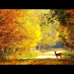 Autumn Wildlife, Beautiful Relaxing Music, Peaceful Soothing Instrumental Music, by Tim Janis