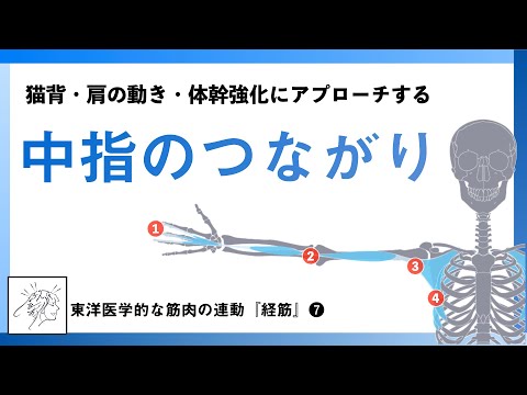 【猫背や反り腰・肩の動き改善に使える】中指のつながりを紐解く｜手厥陰経筋