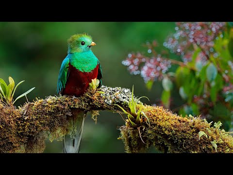 Beautiful Piano Music – Relaxing Music, Study Music, Stress Relief, Sleep Music, Meditation Music