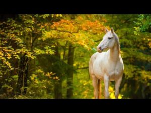 Beautiful Relaxing Hymn Music, Peaceful Soothing Piano Music, "Horses of the Mt Realms" By Tim Janis