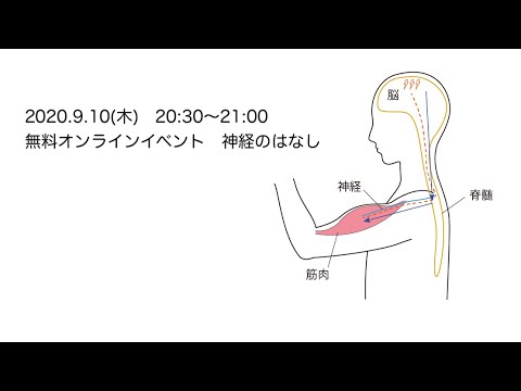 2020.9.10(木)無料オンラインイベント　【神経のはなし】　セラピスト・インストラクターのためのやさしい30分解剖生理学