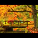 Fall's beautiful Autumn Light, Beautiful Relaxing Music, Peaceful Instrumental Music,  by Tim Janis