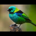 Beautiful Relaxing Music, Peaceful Clam Soothing Instrumental Music, "Dreams of Brazil" by Tim Janis