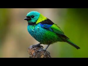 Beautiful Relaxing Music, Peaceful Clam Soothing Instrumental Music, "Dreams of Brazil" by Tim Janis