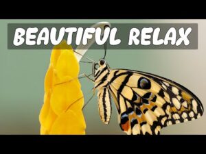 Beautiful Relaxing Music – Stress Relief Music, Positive Energy, Study Music, Meditation