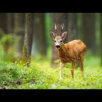 Beautiful Relaxing Music, Peaceful Instrumental Music, "New England August Woodlands" by Tim Janis