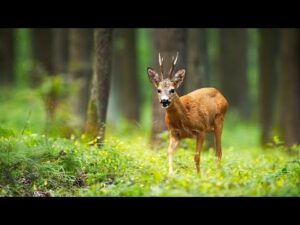 Beautiful Relaxing Music, Peaceful Instrumental Music, "New England August Woodlands" by Tim Janis
