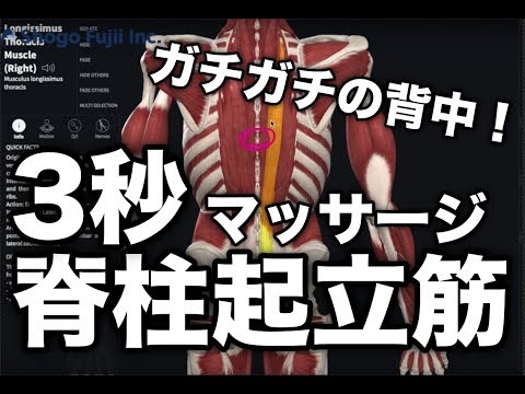 ”ガチガチの背中”を３秒でスッキリさせるテクニック【腰痛 ストレッチ マッサージ】How to release the spinal column erector in 1 minute