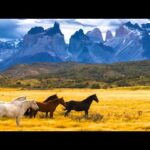 Beautiful Relaxing Hymns, Peaceful Instrumental Music, "Mountain Horses Morning" By Tim Janis