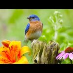 Beautiful Relaxing Hymns, Peaceful Instrumental Music, "Abide with me" by Tim Janis