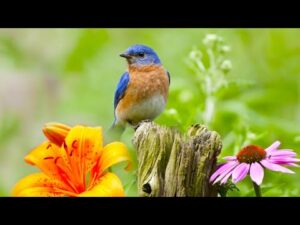 Beautiful Relaxing Hymns, Peaceful Instrumental Music, "Abide with me" by Tim Janis