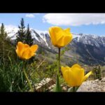 Beautiful Relaxing Music, Springtime in the Rocky Mountains by Tim Janis