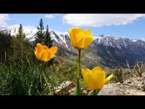Beautiful Relaxing Music, Springtime in the Rocky Mountains by Tim Janis