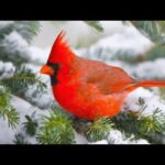 Beautiful Relaxing Music, Peaceful Soothing Music, "November's First Snowfall" by Tim Janis