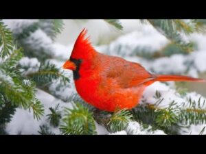 Beautiful Relaxing Music, Peaceful Soothing Music, "November's First Snowfall" by Tim Janis