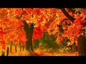 November Autumn's most beautiful scenic landscapes, Relaxing Music, Peaceful Music by Tim Janis