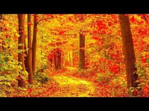 New England Autumn Scenery, Peaceful Soothing Instrumental Music, by Tim Janis