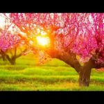 Beautiful Relaxing Hymns, Peaceful Instrumental Music, "Abide With Me" by Tim Janis