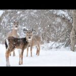 Beautiful Relaxing Hymns, Peaceful Music, "Winter's Peaceful Snowfall" by Tim Janis