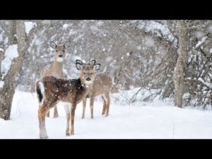 Beautiful Relaxing Hymns, Peaceful Music, "Winter's Peaceful Snowfall" by Tim Janis