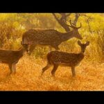The Songs of Autumn, Beautiful Relaxing Music, Peaceful Music by Tim Janis