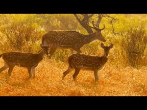 The Songs of Autumn, Beautiful Relaxing Music, Peaceful Music by Tim Janis