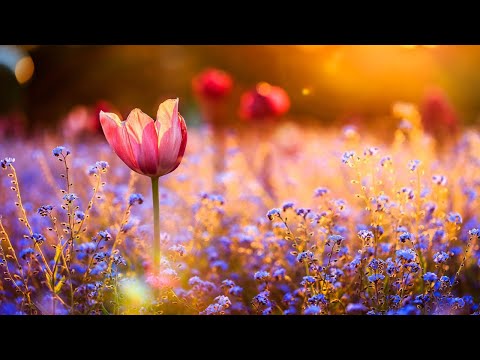 Beautiful Relaxing Piano Music – Deep Music, Relaxing Music, Stress Relief, Relax Music