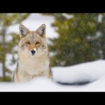 Beautiful Relaxing Music, Peaceful Instrumental Music, "Yellowstone First Snow" By Tim Janis