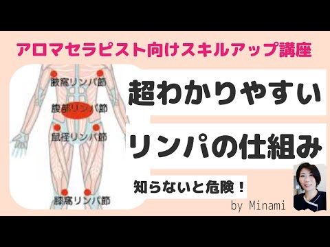 【セラピスト講座】超わかりやすいリンパの仕組み｜解剖生理学