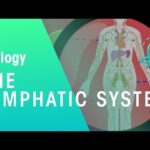 The Lymphatic System | Health | Biology | FuseSchool