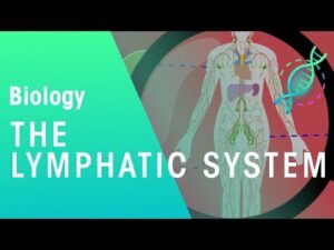 The Lymphatic System | Health | Biology | FuseSchool