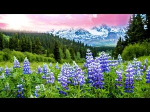 Beautiful Relaxing Hymns, Peaceful Instrumental Music, "Summer Mountain Meadow" by Tim Janis