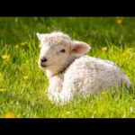 Beautiful Relaxing Hymns, Peaceful Instrumental Music, "Summer Morning Peace" by Tim Janis