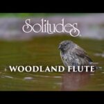 Dan Gibson’s Solitudes – Source of Peace | Woodland Flute