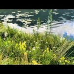 Beautiful Relaxing Music, Peaceful Instrumental Music, "Our Mountain Home" by Tim Janis