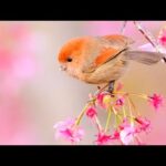 24 Hours of Relaxing Music – Stress Relief, Soothing Piano, Sleep Music, Meditation Music, spa, yoga