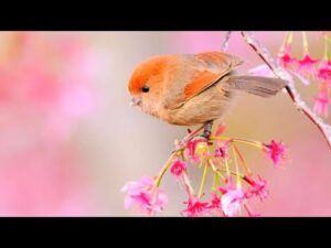 24 Hours of Relaxing Music – Stress Relief, Soothing Piano, Sleep Music, Meditation Music, spa, yoga