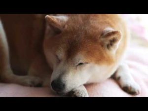 愛犬の足の痛み・船橋さきがおか動物病院動画ブログ
