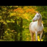 Beautiful Relaxing Music, Peaceful Soothing Instrumental Music, "Autumn Meadow Horses" by Tim Janis