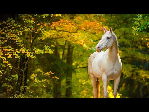 Beautiful Relaxing Music, Peaceful Soothing Instrumental Music, "Autumn Meadow Horses" by Tim Janis