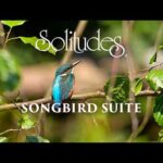 Dan Gibson’s Solitudes – Solace | Songbird Suite