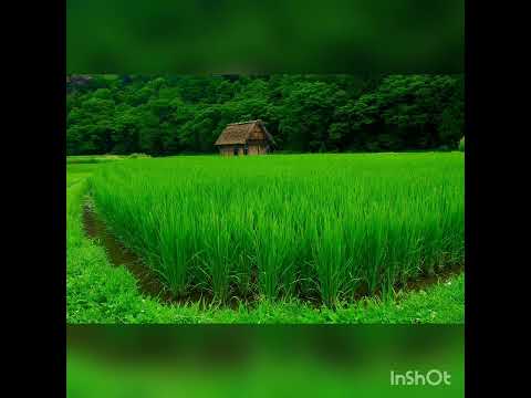 30 minutes Meditation Relax Music