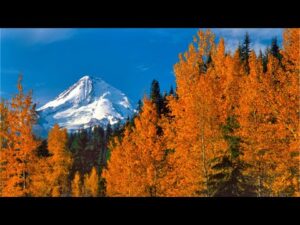 Beautiful Relaxing Music, Peaceful Soothing Instrumental Music, "November Autumn Leaves" Tim Janis