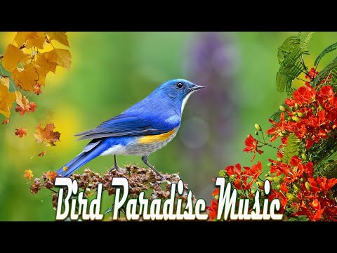 10 Hours of Relaxing Music – Calm Piano & Guitar, Sleep Music, Study Music – No Ads