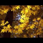 Peaceful Relaxing Instrumental Music – Autumn Awakens  by Tim Janis