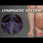 The Secret Plumbing That Keeps You Alive: Lymphatic System