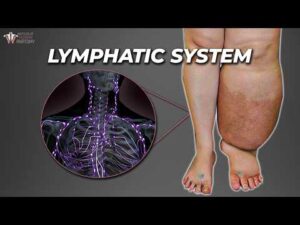 The Secret Plumbing That Keeps You Alive: Lymphatic System