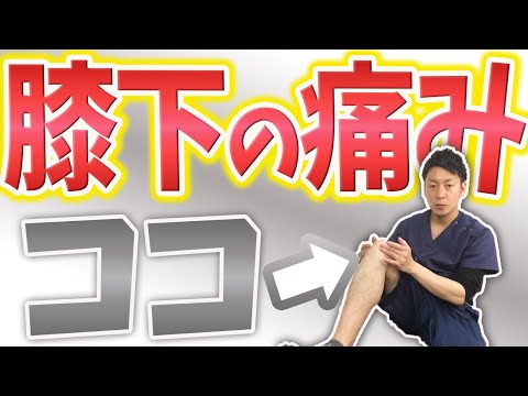 膝の下の痛みはココを緩める!!脂肪体マッサージ【膝の痛み 治し方】渋谷区恵比寿の整体院蒼
